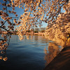 Ben > Cherry Blossoms photo