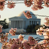 Cherry Blossoms : 