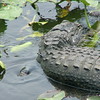 Everglades : 