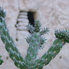 Bandelier Cave Dwellings, NM : 