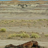 Calf and Dead Horse in Nowhere New Mexico : 