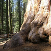 Sequoia and King's Canyon, CA : 