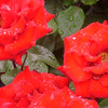 Portland Roses and Mt. Hood : 