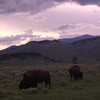 Ben > Yellowstone photo
